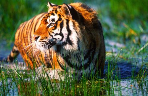 Bengal Tiger in Swamp